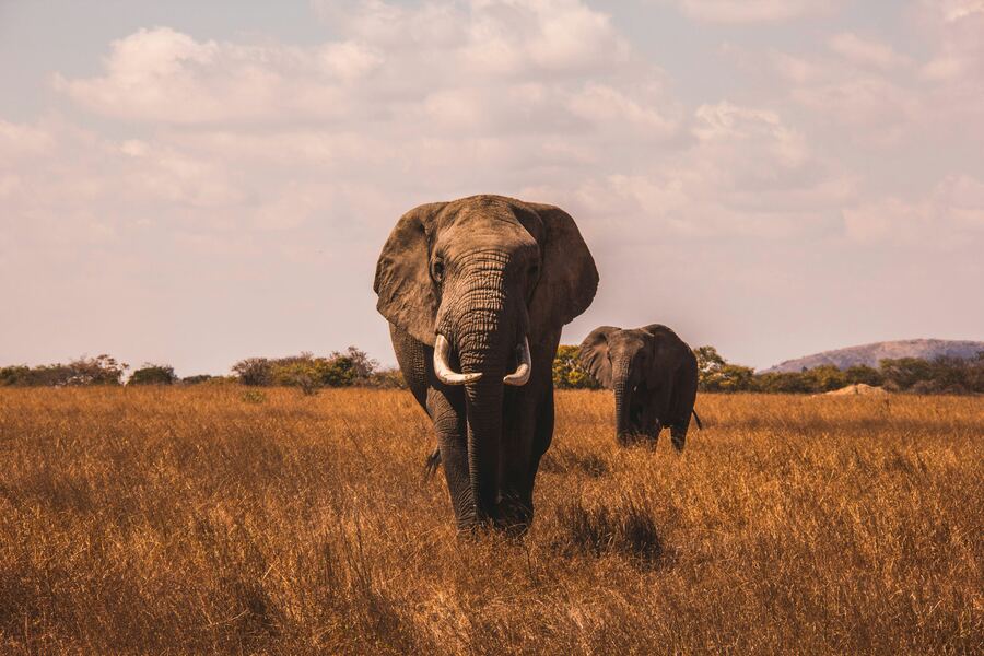 Elephants on the Kenyan savannah